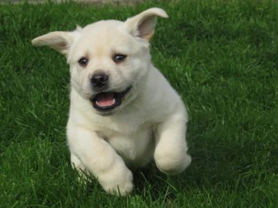 Outstanding Litter of purebred Golden Labrador puppies in Kildare
