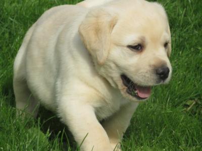 Outstanding Litter of purebred Golden Labrador puppies in Kildare