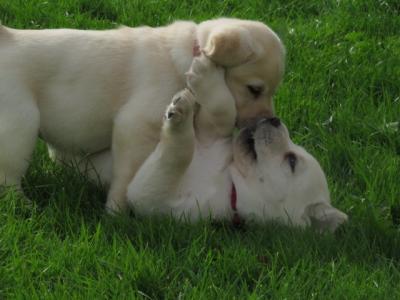 Outstanding Litter of purebred Golden Labrador puppies in Kildare
