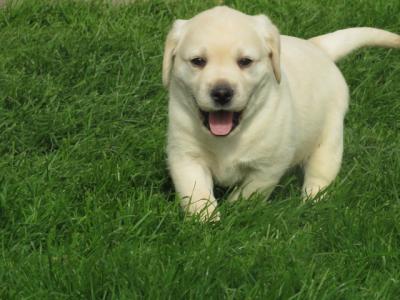 Outstanding Litter of purebred Golden Labrador puppies in Kildare
