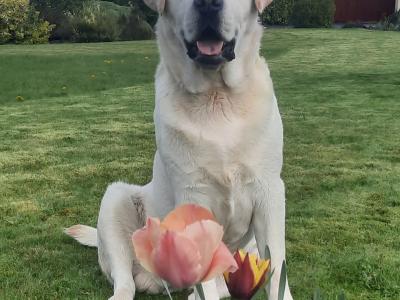 Outstanding Litter of purebred Golden Labrador puppies in Kildare