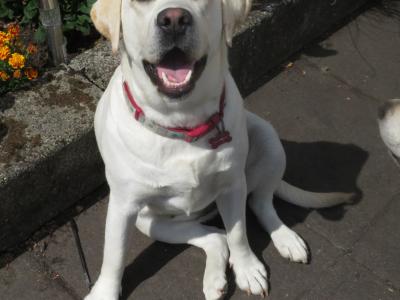 Outstanding Litter of purebred Golden Labrador puppies in Kildare