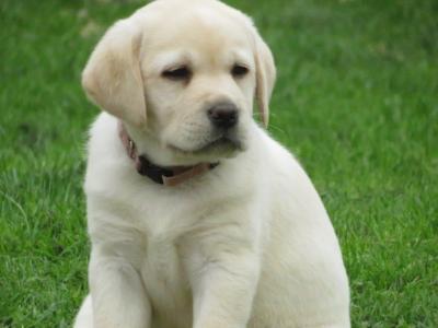 Outstanding Litter of purebred Golden Labrador puppies in Kildare