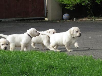 Outstanding Litter of purebred Golden Labrador puppies in Kildare