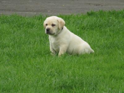 Outstanding Litter of purebred Golden Labrador puppies in Kildare