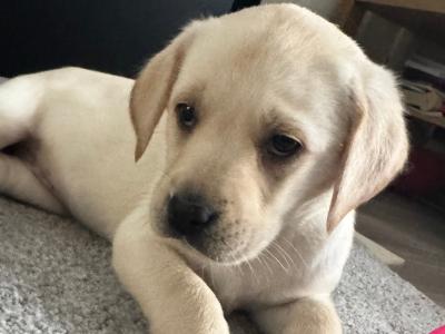 Female Labrador puppy for sale in Kildare