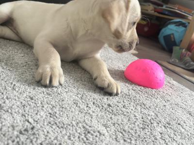 Female Labrador puppy for sale in Kildare
