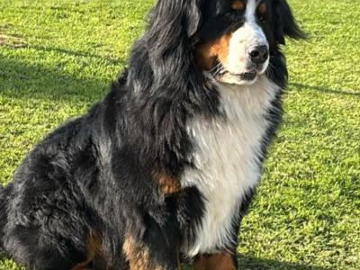 IKC Registered Bernese Mountain Dog puppies in Kilkenny