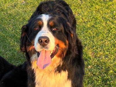 IKC Registered Bernese Mountain Dog puppies in Kilkenny