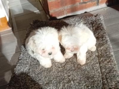 Purebred Maltese puppies in Cork