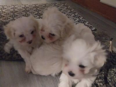 Purebred Maltese puppies in Cork