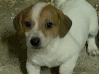 Jack Russell puppy in Wexford