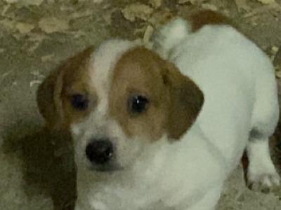 Jack Russell puppies in Wexford