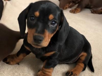 Lovely Dachshund puppies in Mayo Seeking a Forever home