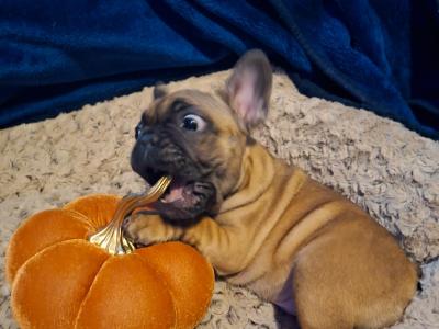 5 IKC Registered (pending) French Bulldog puppies in Kildare