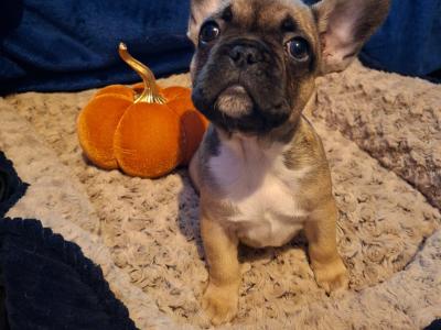 5 IKC Registered (pending) French Bulldog puppies in Kildare