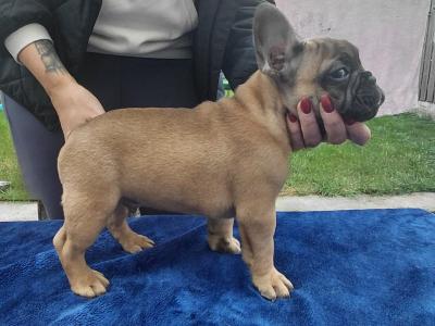 5 IKC Registered (pending) French Bulldog puppies in Kildare