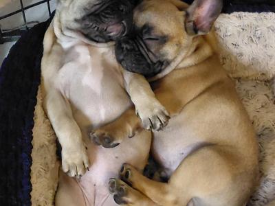 5 IKC Registered (pending) French Bulldog puppies in Kildare