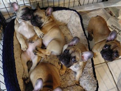 5 IKC Registered (pending) French Bulldog puppies in Kildare