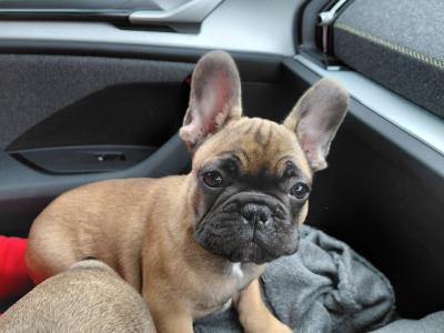 5 IKC Registered (pending) French Bulldog puppies in Kildare