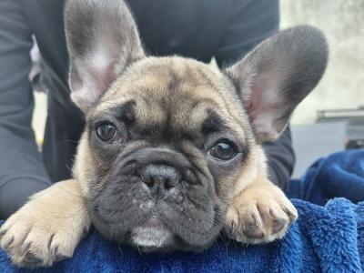 5 IKC Registered (pending) French Bulldog puppies in Kildare