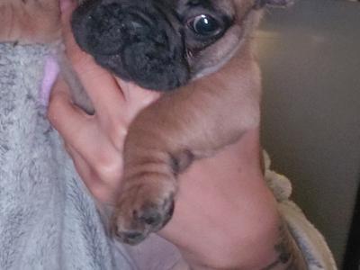 5 IKC Registered (pending) French Bulldog puppies in Kildare