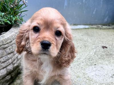 Cocker Spaniel  x Cavapoo puppies in Wexford