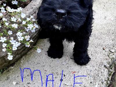 Cocker Spaniel  x Cavapoo puppies in Wexford