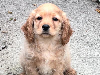 Cocker Spaniel  x Cavapoo puppies in Wexford