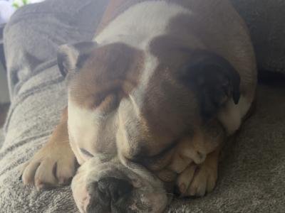 Male Bulldog for stud