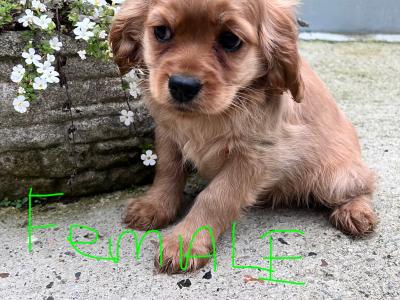 Cocker Spaniel  x Cavapoo puppies in Wexford