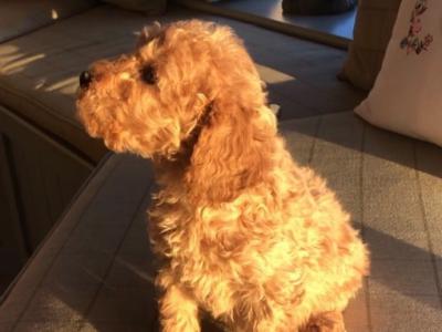 Gorgeous Red Cockapoo puppies in Offaly