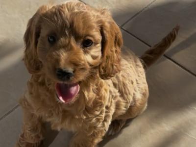 Gorgeous Red Cockapoo puppies in Offaly