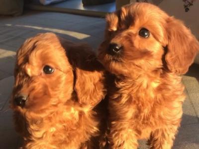 Gorgeous Red Cockapoo puppies in Offaly
