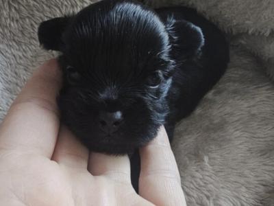 Stunning Black female Miniature Yorkshire Terrier puppy in Cork