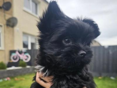 Stunning Black female Miniature Yorkshire Terrier puppy in Cork