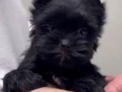 Stunning Black female Miniature Yorkshire Terrier puppy in Cork