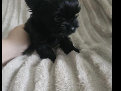 Stunning Black female Miniature Yorkshire Terrier puppy in Cork