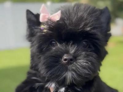 Stunning Black female Miniature Yorkshire Terrier puppy in Cork