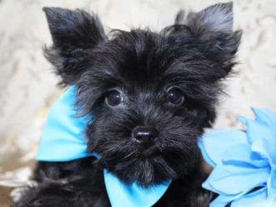 Stunning Black female Miniature Yorkshire Terrier puppy in Cork