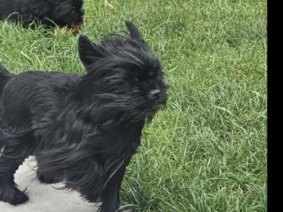 Stunning Black female Miniature Yorkshire Terrier puppy in Cork