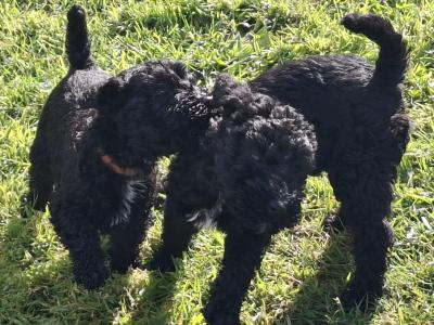 Purebred Irish Kerry Blue puppies in Clare  -Award Winning-Clare/Limerick