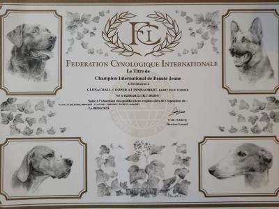 Purebred Irish Kerry Blue puppies in Clare  -Award Winning-Clare/Limerick
