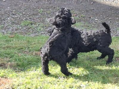 Purebred Irish Kerry Blue puppies in Clare  -Award Winning-Clare/Limerick