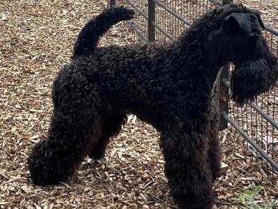 Purebred Irish Kerry Blue puppies in Clare  -Award Winning-Clare/Limerick