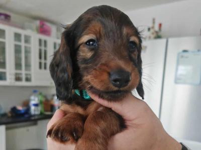 Very rare KANINCHEN (smaller than miniature) Dachshund puppies