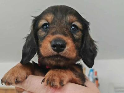 Very rare KANINCHEN (smaller than miniature) Dachshund puppies
