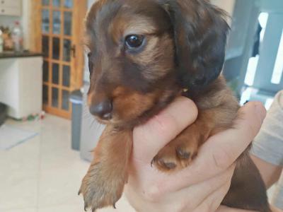 Very rare KANINCHEN (smaller than miniature) Dachshund puppies