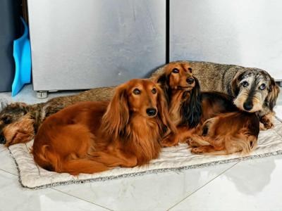 Very rare KANINCHEN (smaller than miniature) Dachshund puppies