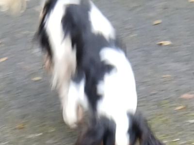 Purebred female Cavalier King Charles puppy 11 months old in Donegal
